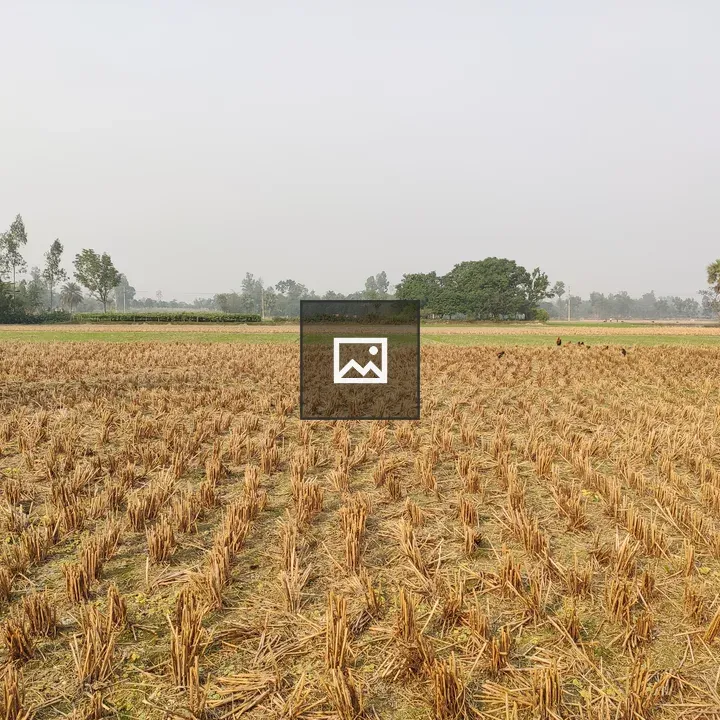 Rice field with dry stubs