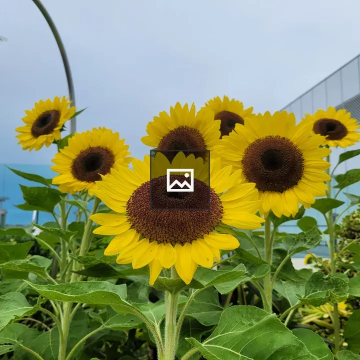 Sunflower Garden at Changi Airport