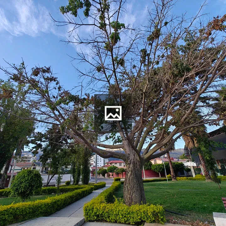 Toborochi tree silhouette