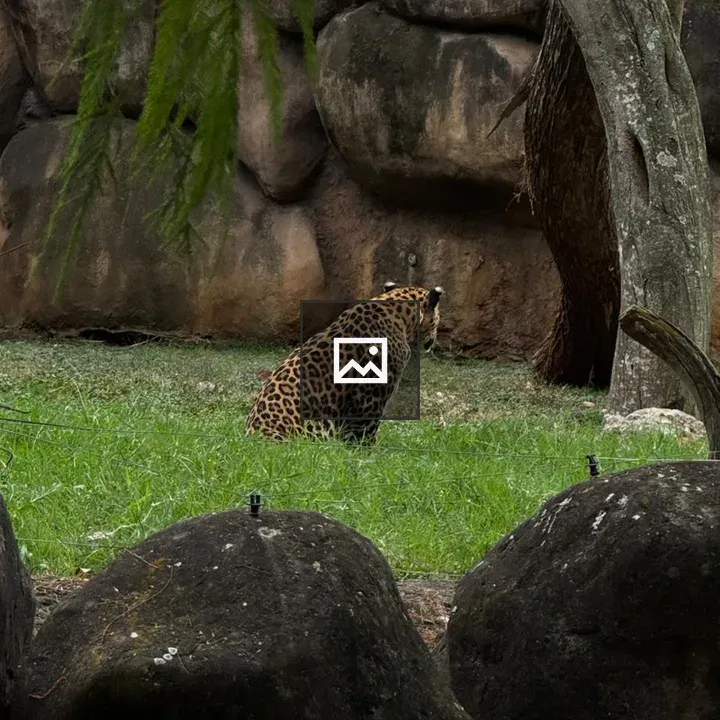 Jaguar Seen From Behind