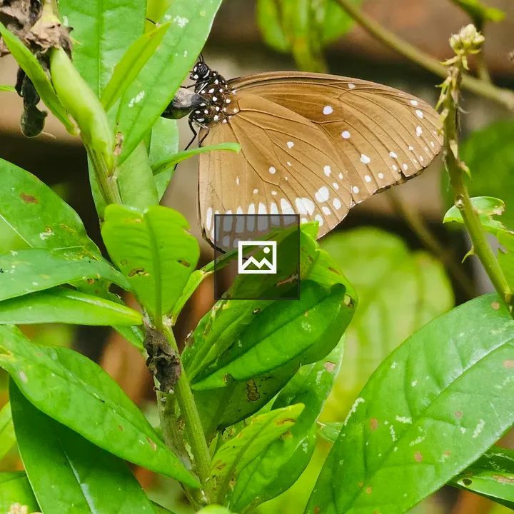Brown butterfly on leaf
