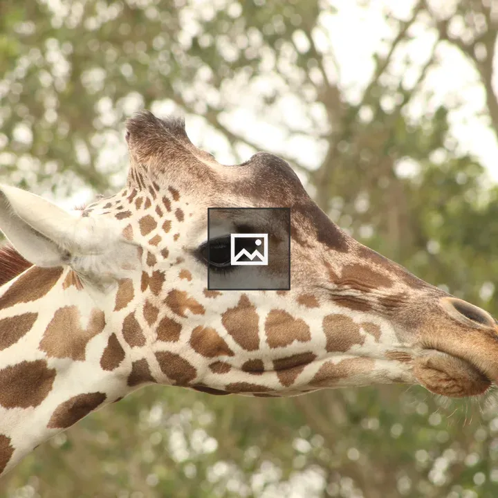 Giraffe Head Profile