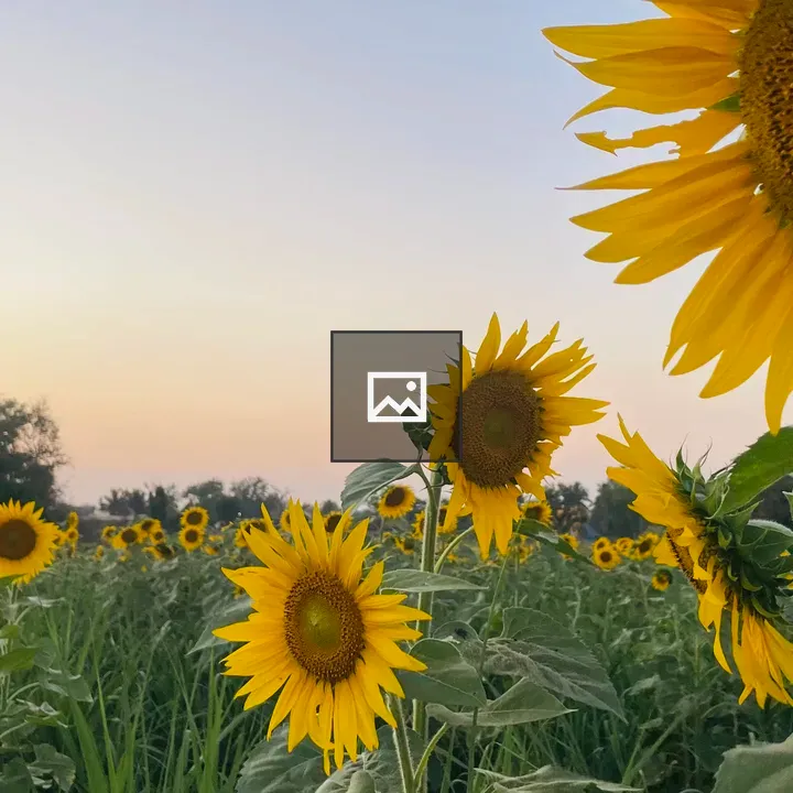 Sunflower Field at Sunset