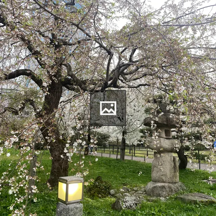 Cherry blossom tree with lantern