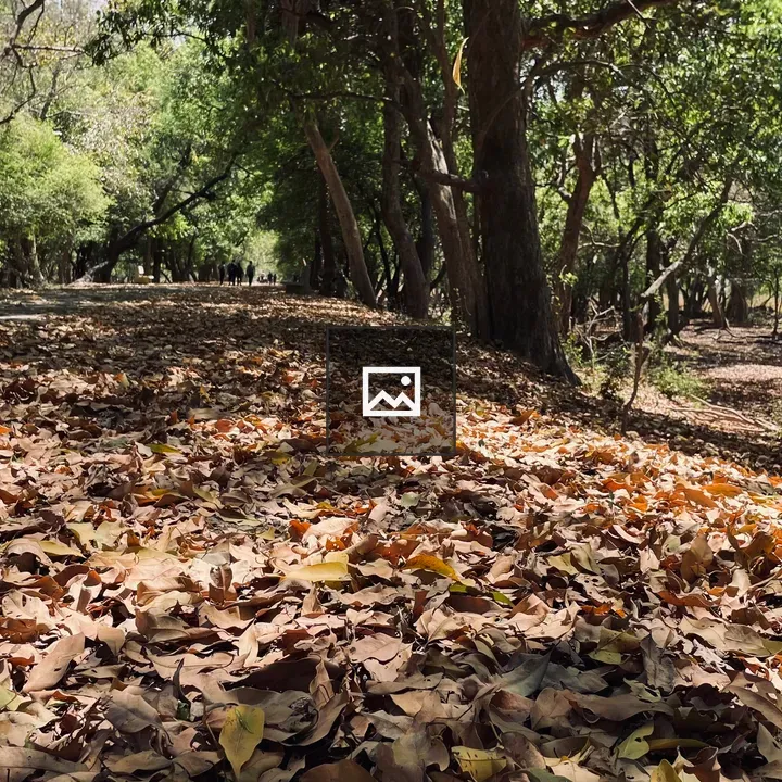 Path through Keoladeo Park leaves