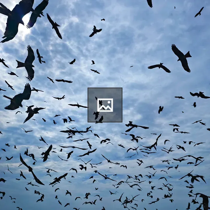 Bird flock over beach sky