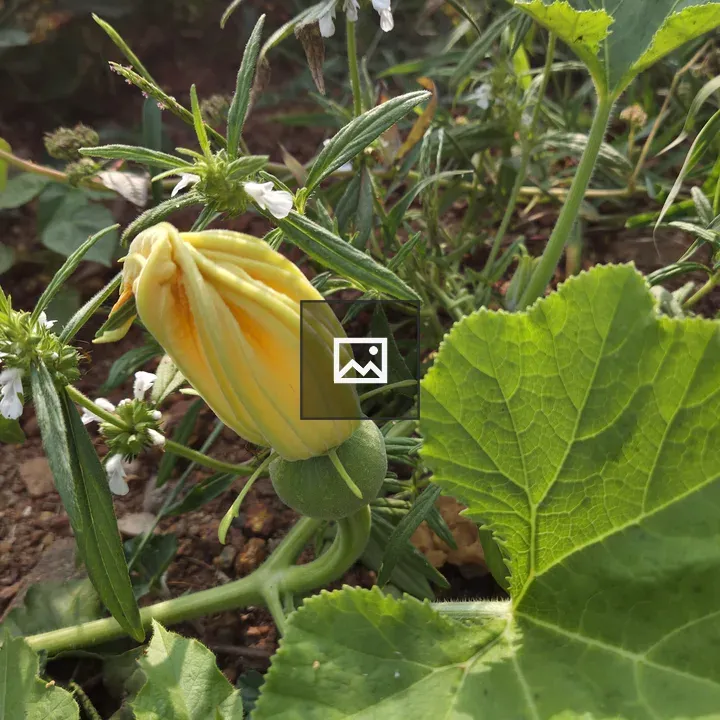 Yellow squash flower close-up