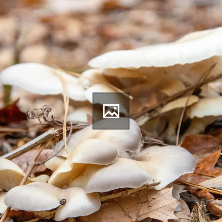 Wild mushrooms on the ground