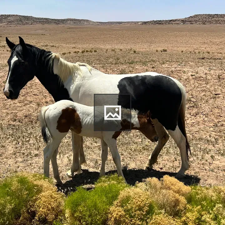 Wild Horses In Colorado