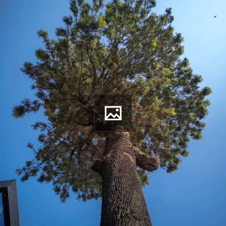 Tall tree reaching sky