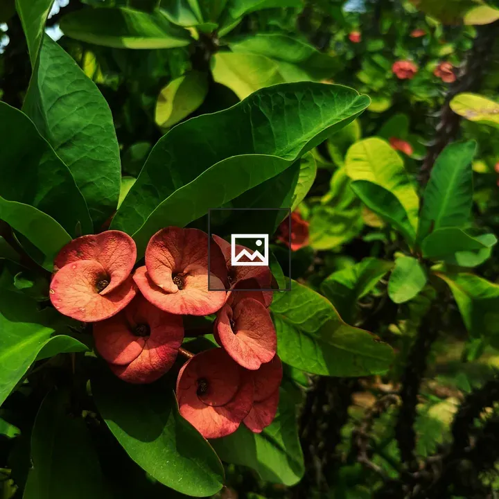 Flower and leaf close-up