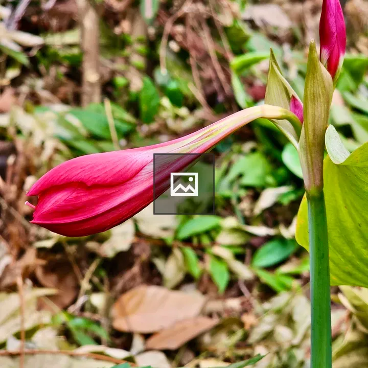 Amaryllis flower bud in Kerala garden