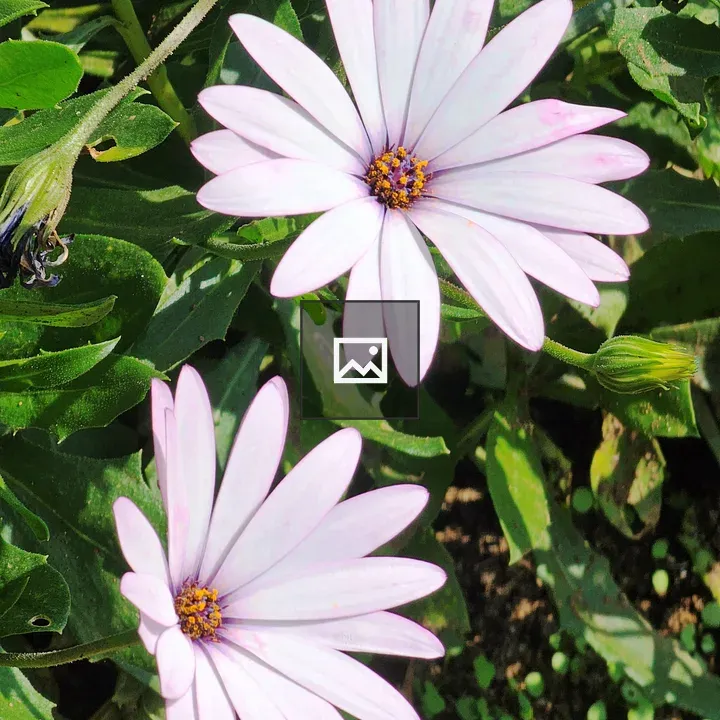 White and Pink Dimorphotheca Flowers