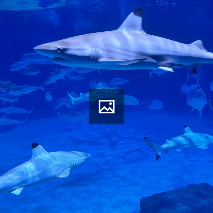 Two blacktip reef sharks