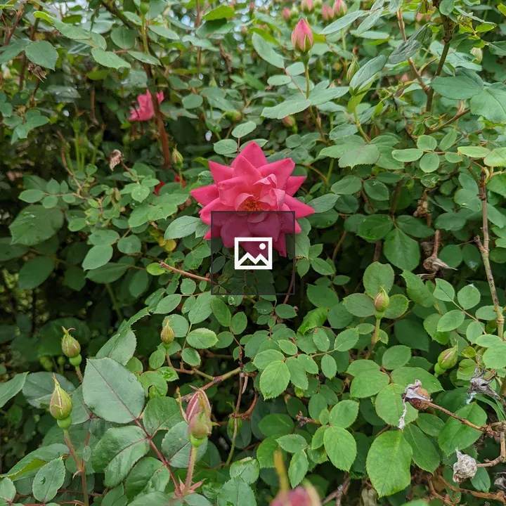 Rose on its bush