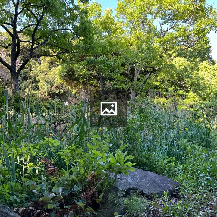 Lush garden scene with tall grasses