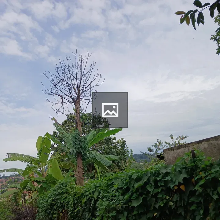 Leafless Tree Over Green Landscape