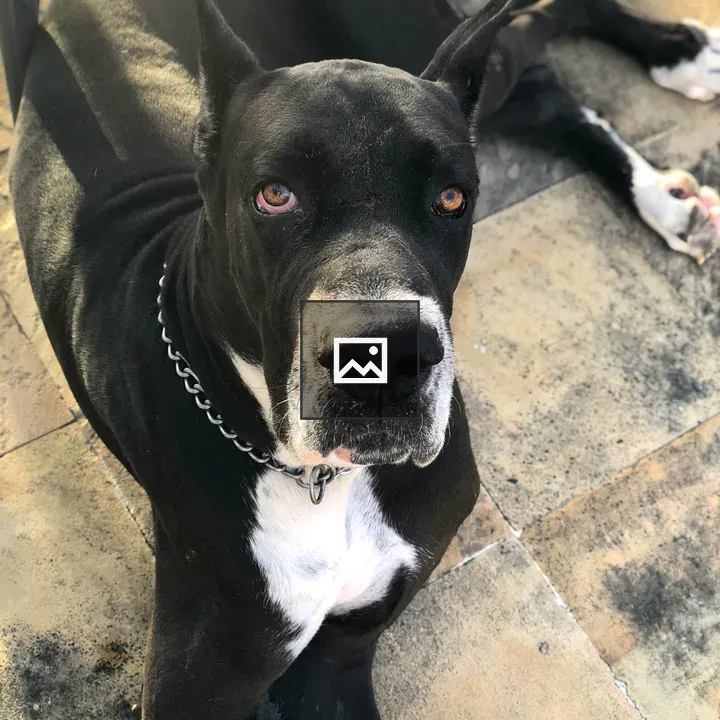 Great Dane Close-Up