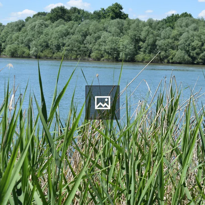 Calm Lake with Green Reeds