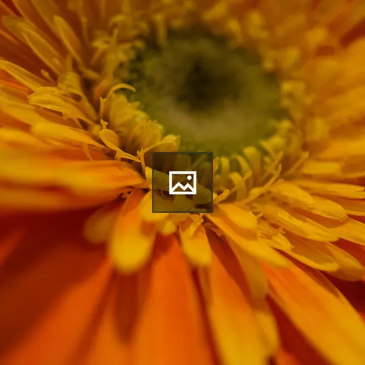 Orange flower up close