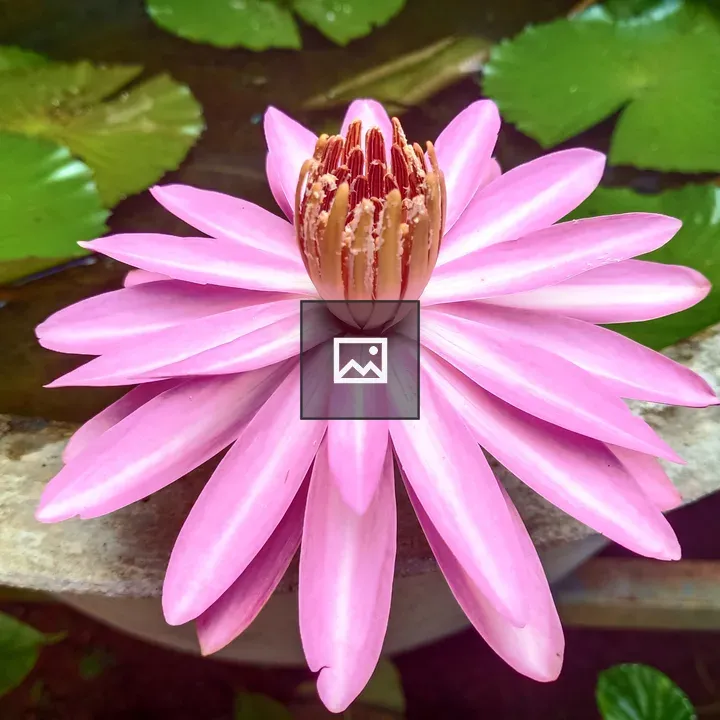 Water Lily Flower