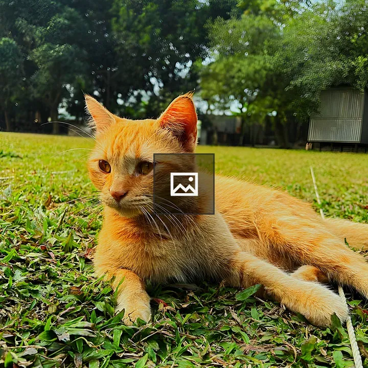 Orange cat on green grass