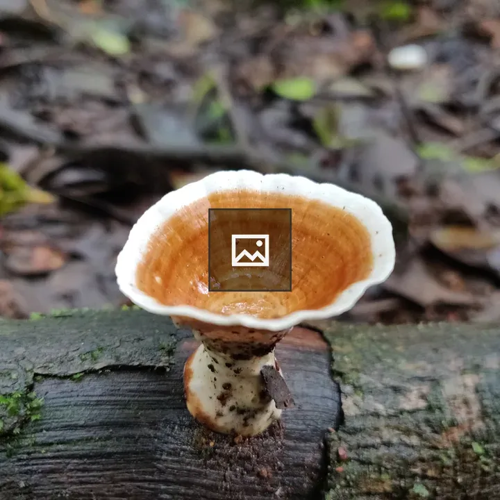 False Turkey Tail Fungus