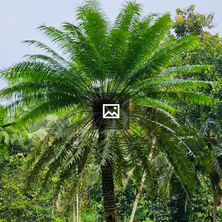 Cycas circinalis Tree
