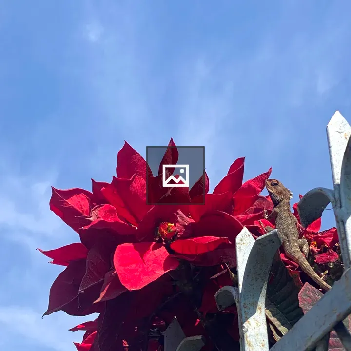 Lizard on Metal Fence with Poinsettias
