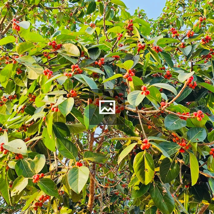 Ficus benghalensis with berries
