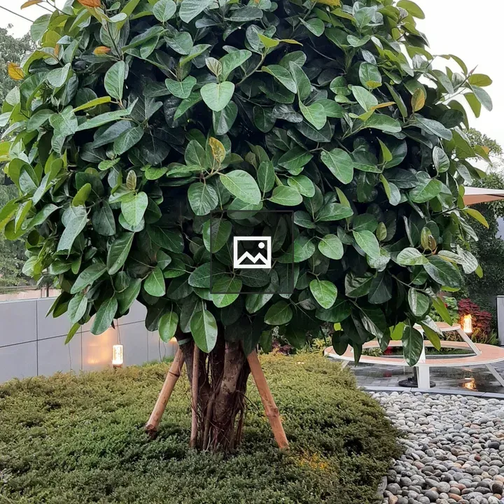 Tree in Nature Portrait