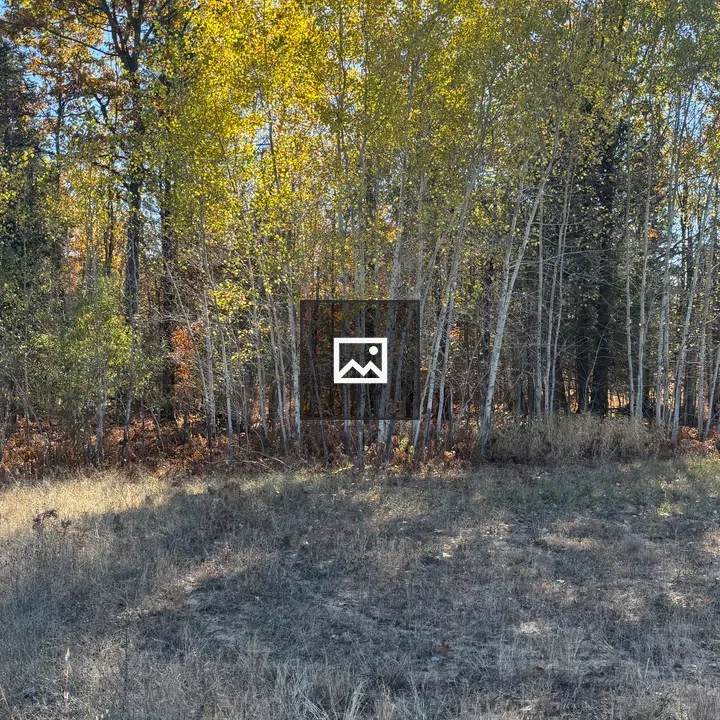 Autumn Forest with Dog