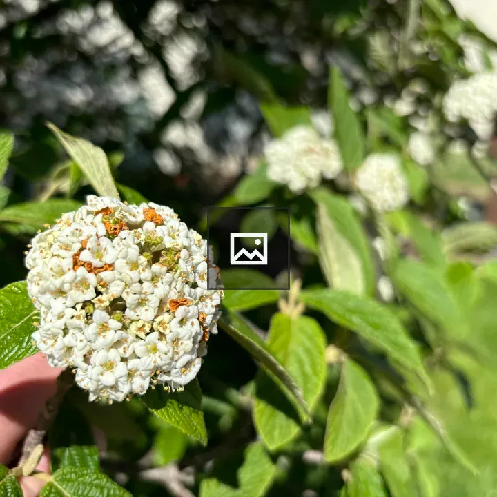 Tiny white flowers in hand