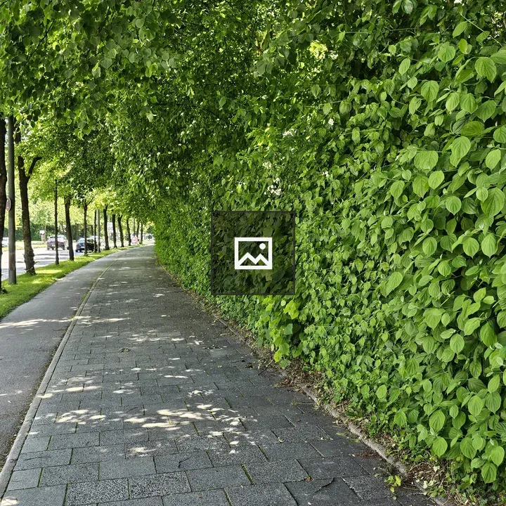 Pathway with Green Hedge and Trees