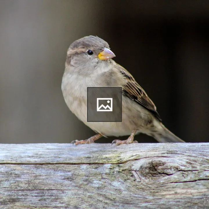 Sparrow in Rochester