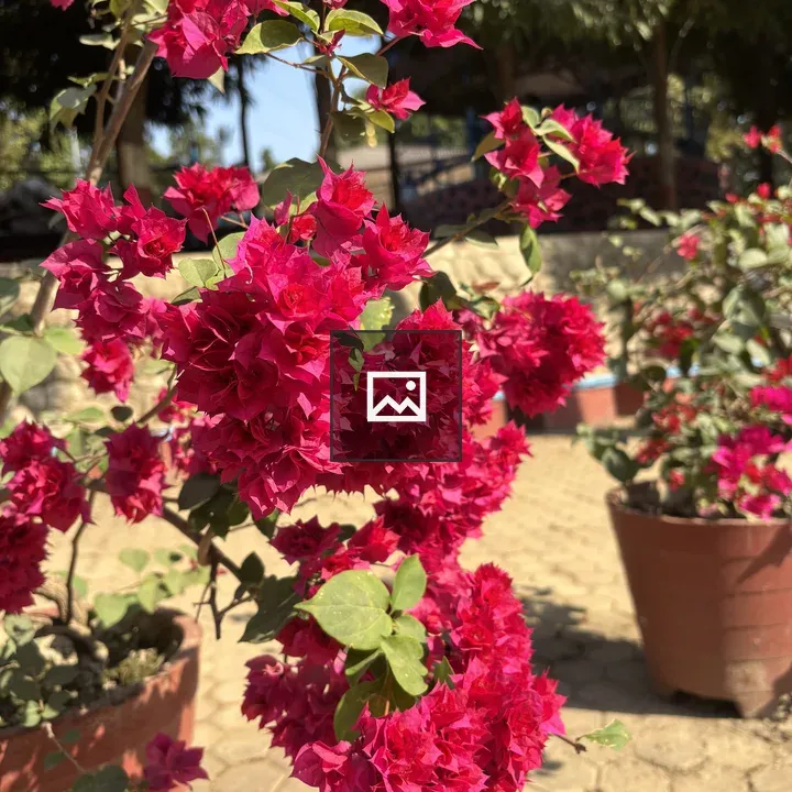 Bougainvillea cluster pink flowers