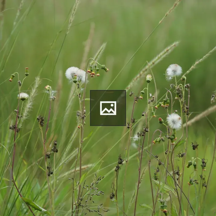 Wildflowers in Grassland