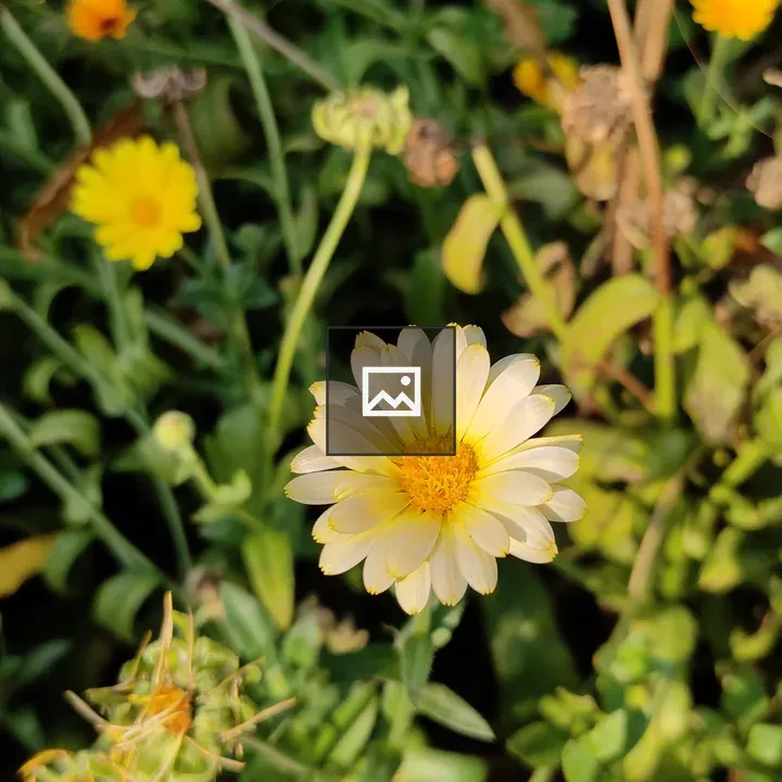 One Sunny Daisy