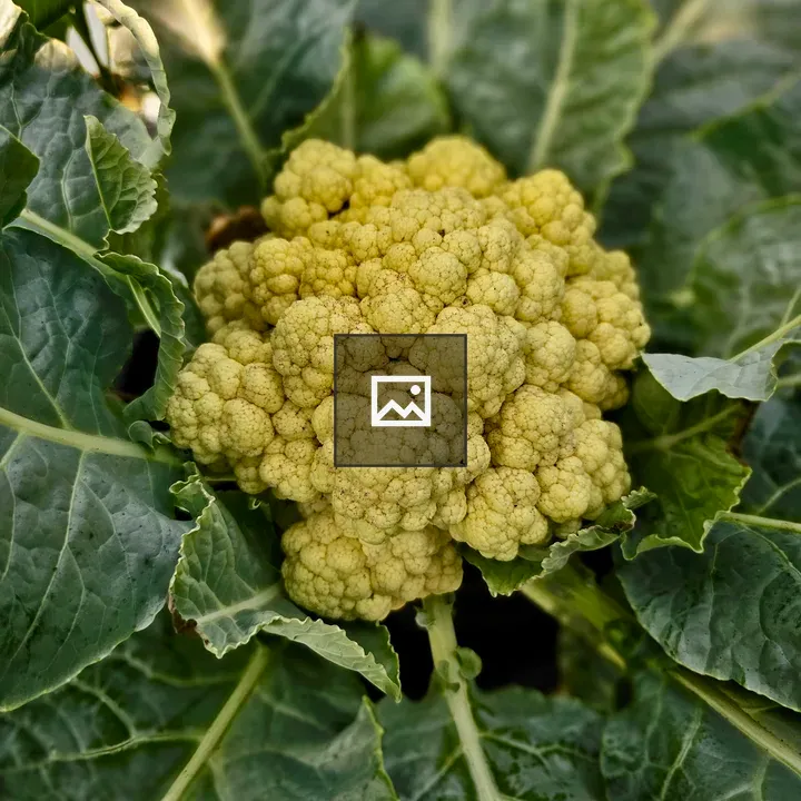 Fresh Cauliflower in Green Leaves