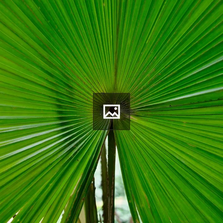 Closeup of a fan palm leaf