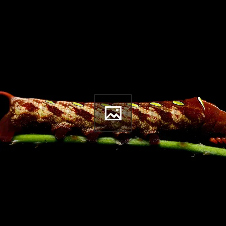 Caterpillar on a Branch