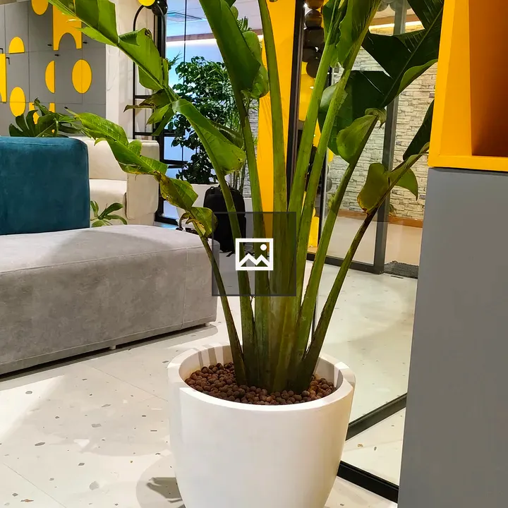 Small banana tree in a pot