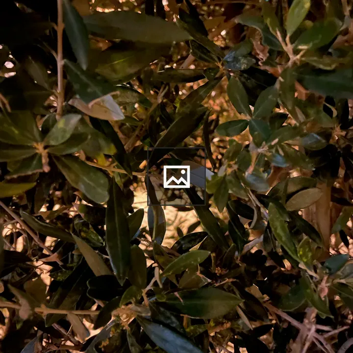 Olive leaves