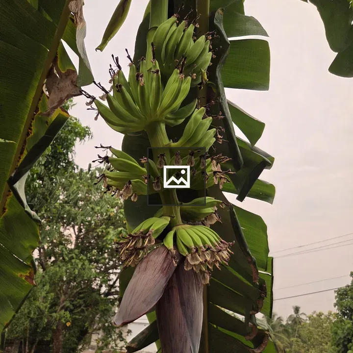 Bananas on a Banana Tree