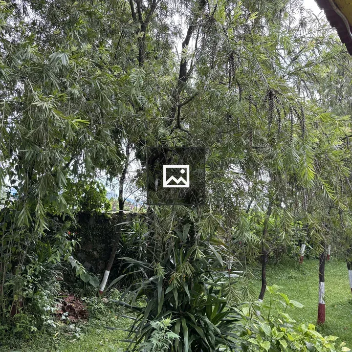 Green landscape with dense tree