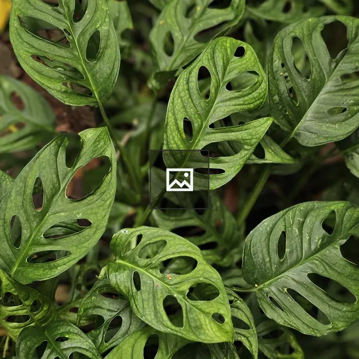 Monstera leaves in garden