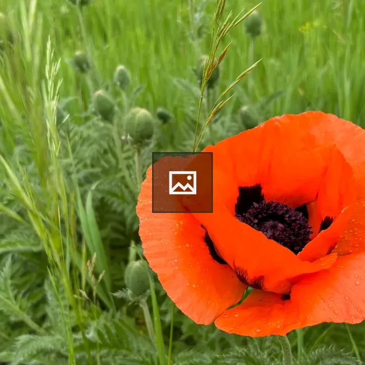 Poppy Blossom with Water Drops