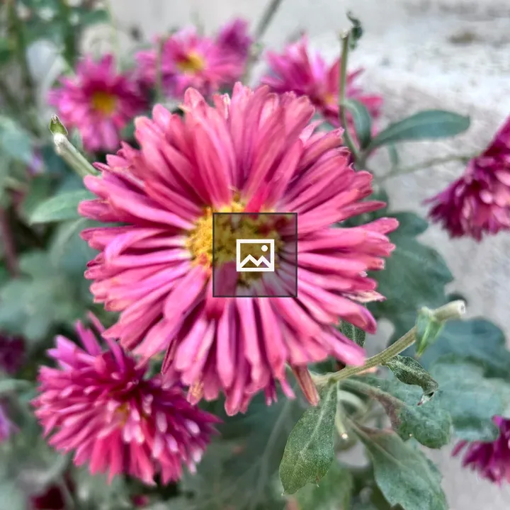 Winter flower close-up