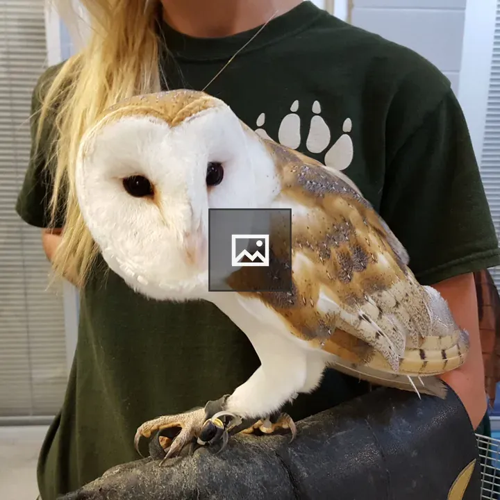 Barn Owl on Arm