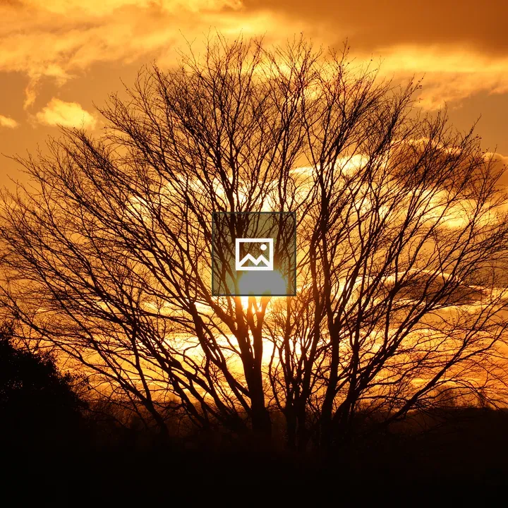 Sunset Behind Silhouetted Tree